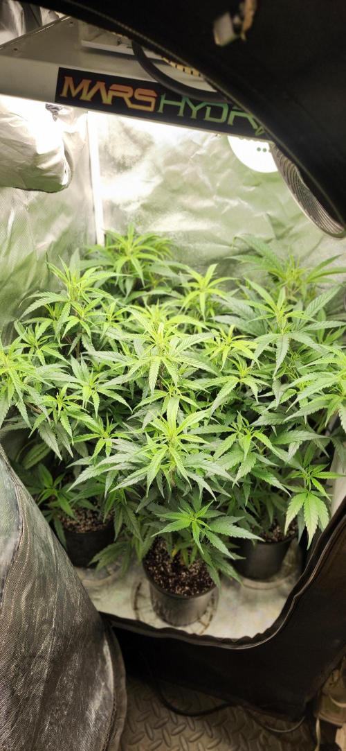 HAZE DRIP!!!. Week 18 - 11/07 - 2x2