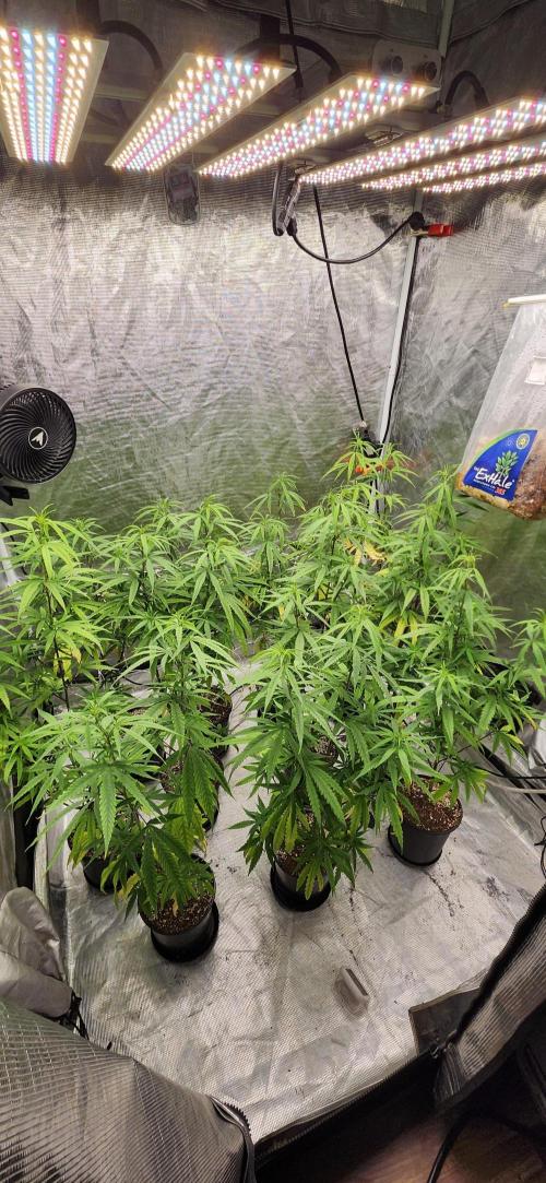 HAZE DRIP!!!. Week 18 - 11/07 4x4