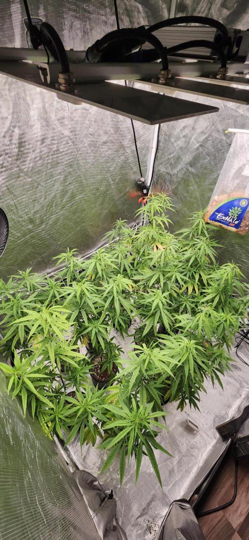 HAZE DRIP!!!. Week 18 - 11/07 4x4