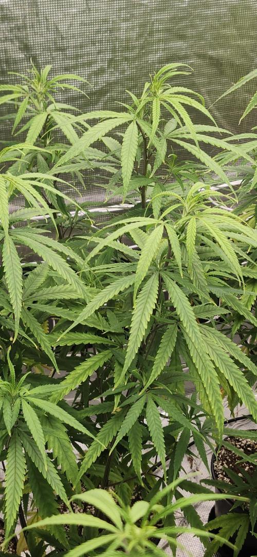 HAZE DRIP!!!. Week 18 - 11/07 4x4