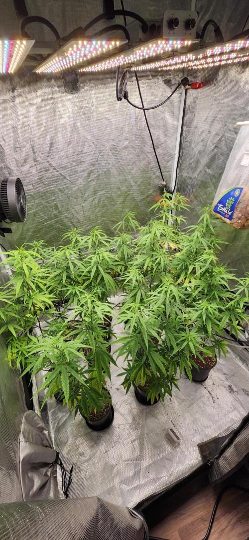 HAZE DRIP!!!. Week 18 - 11/07 4x4