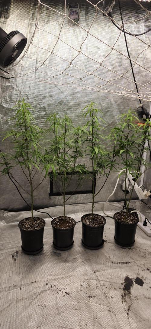 HAZE DRIP!!!. Week 18 - 11/09 - 4x4 - After trim