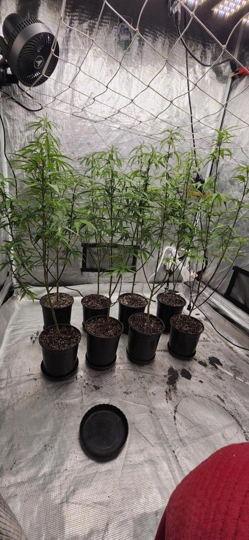 HAZE DRIP!!!. Week 18 - 11/09 - 4x4 - After trim