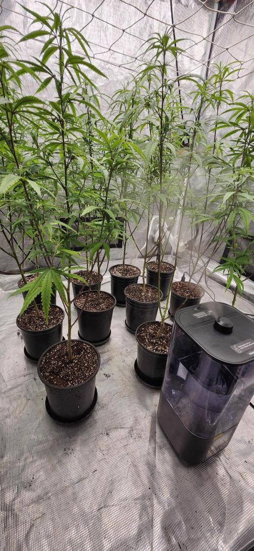 HAZE DRIP!!!. Week 18 - 11/09 - 4x4 - After trim