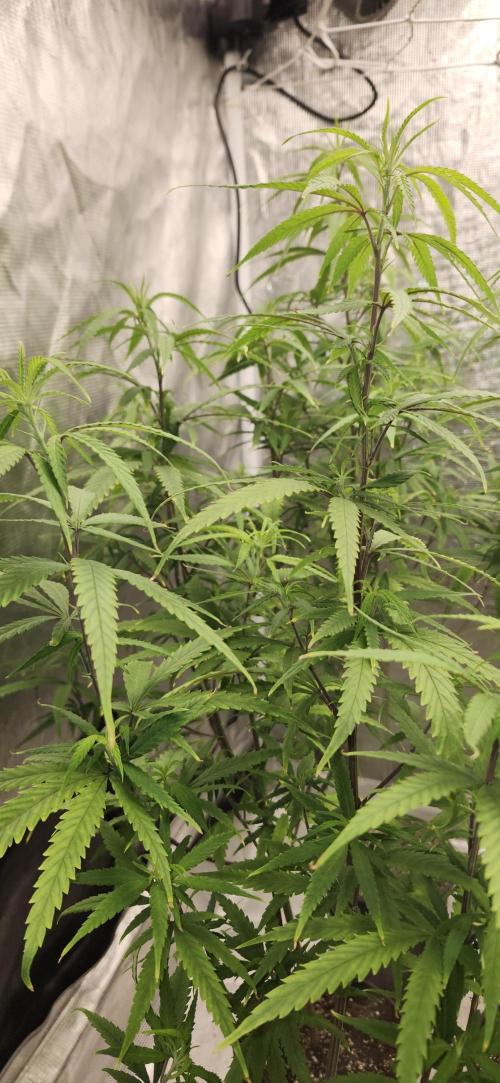 HAZE DRIP!!!. Week 18 - 11/09 - 4x4 - After trim