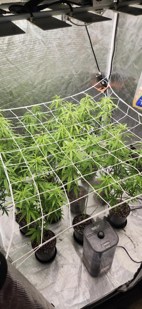 HAZE DRIP!!!. Week 18 - 11/09 - 4x4 - After trim - Net drop