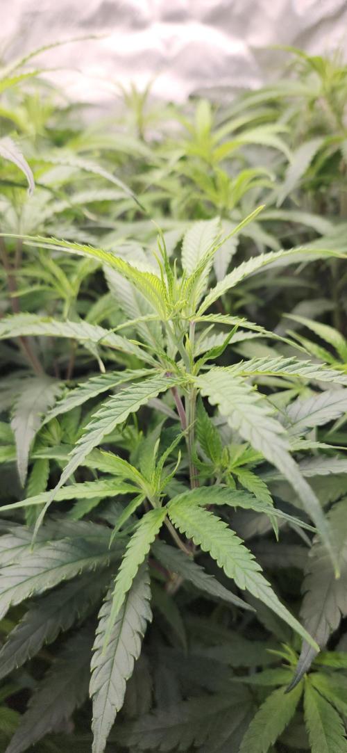 HAZE DRIP!!!. Week 18 - 11/09 - 4x4 - After trim