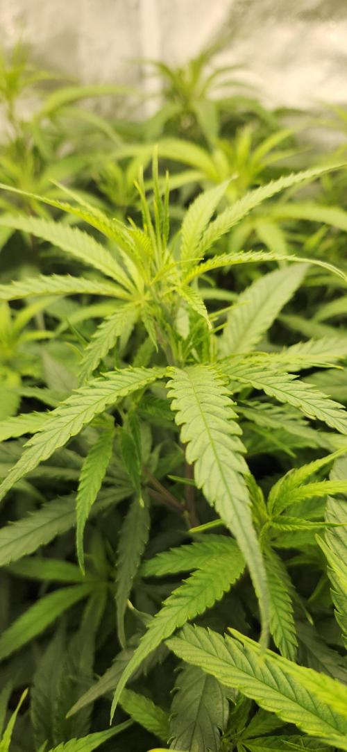 HAZE DRIP!!!. Week 18 - 11/09 - 2x2 