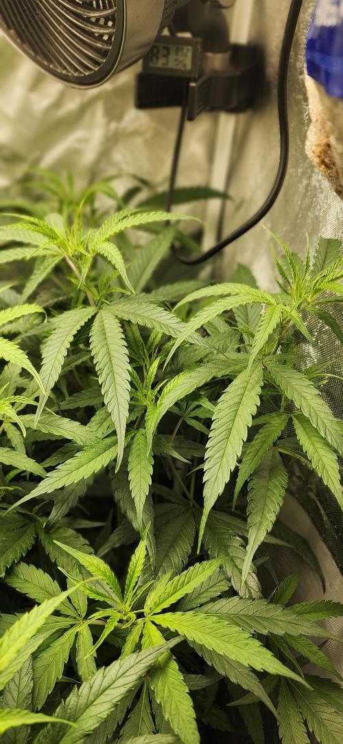 HAZE DRIP!!!. Week 18 - 11/09 - 2x2 