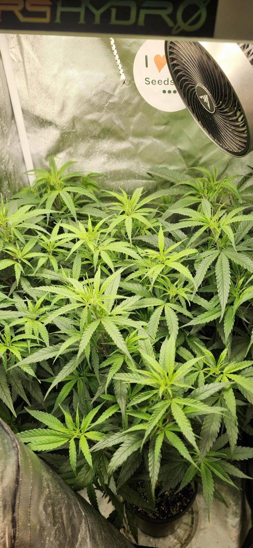 HAZE DRIP!!!. Week 18 - 11/09 - 2x2 