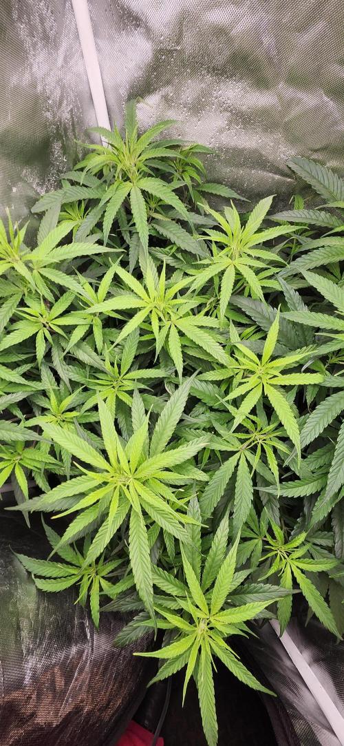 HAZE DRIP!!!. Week 18 - 11/09 - 2x2 