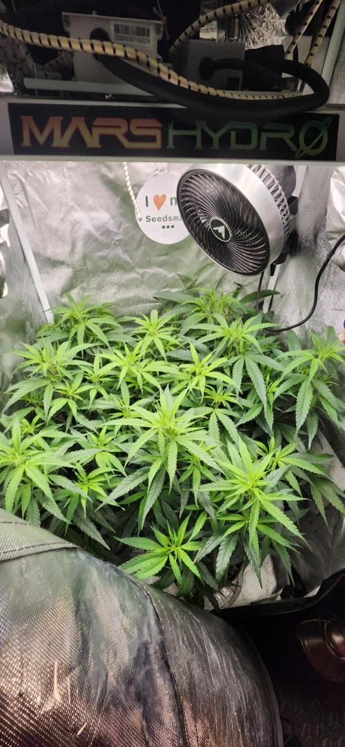 HAZE DRIP!!!. Week 18 - 11/09 - 2x2 