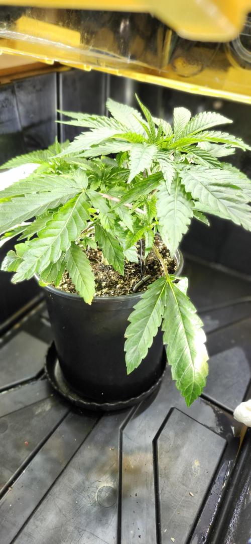 Grapeppy Grape!!. Week 6 - 11/09 - Tote - Mother