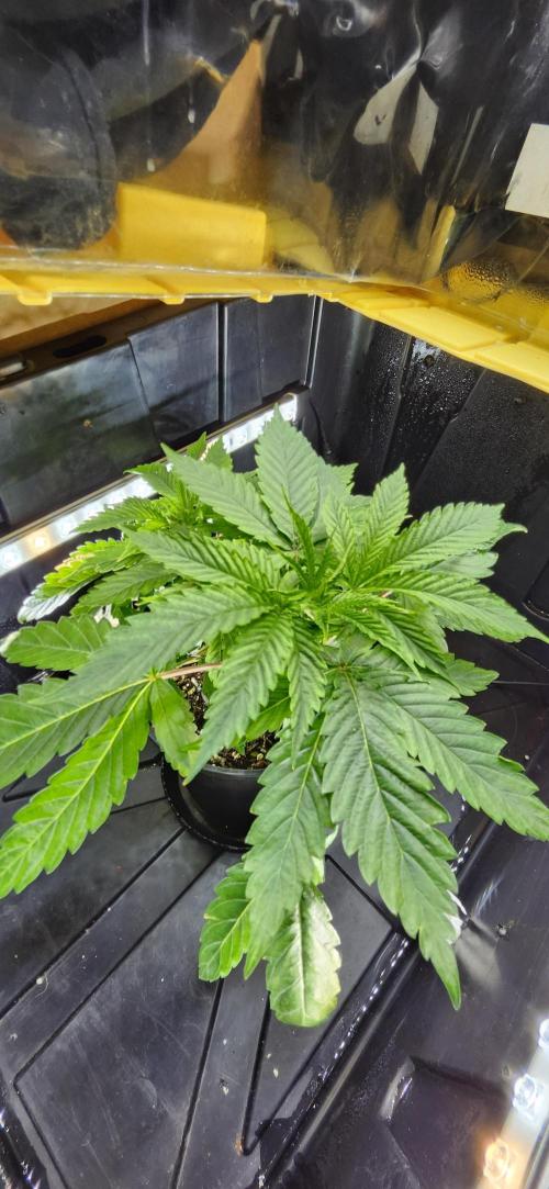 Grapeppy Grape!!. Week 6 - 11/09 - Tote - Mother