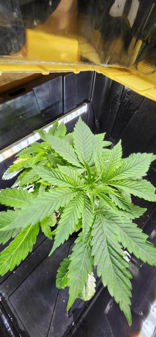 Grapeppy Grape!!. Week 6 - 11/09 - Tote - Mother