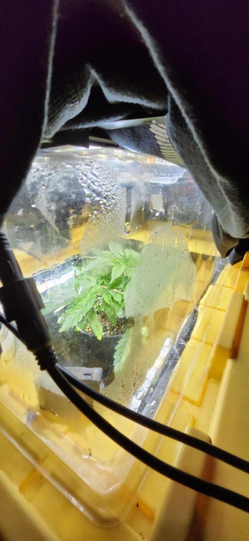 Grapeppy Grape!!. Week 6 - 11/09 - Tote - Mother