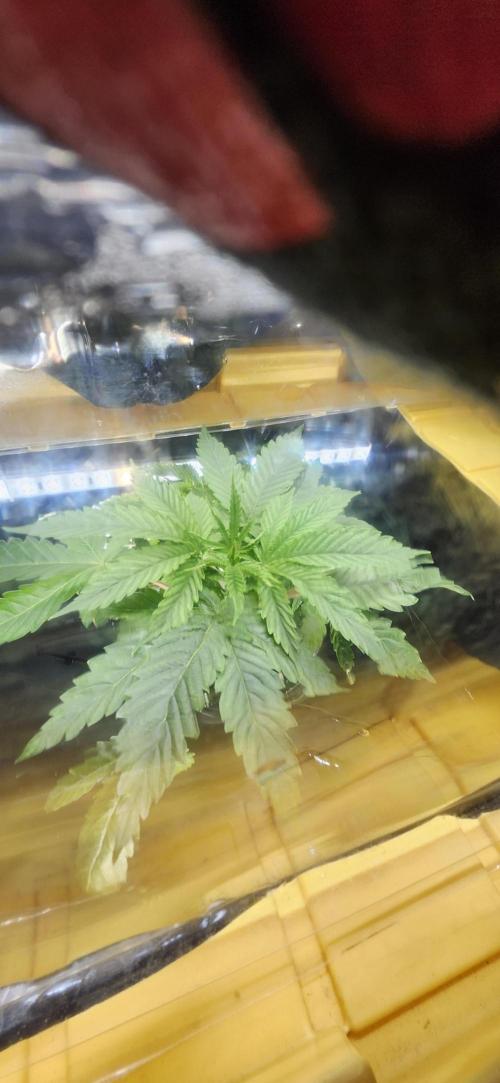 Grapeppy Grape!!. Week 6 - 11/09 - Tote - Mother