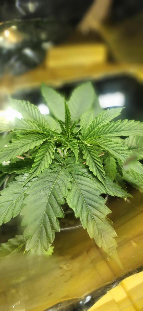 Grapeppy Grape!!. Week 6 - 11/09 - Tote - Mother