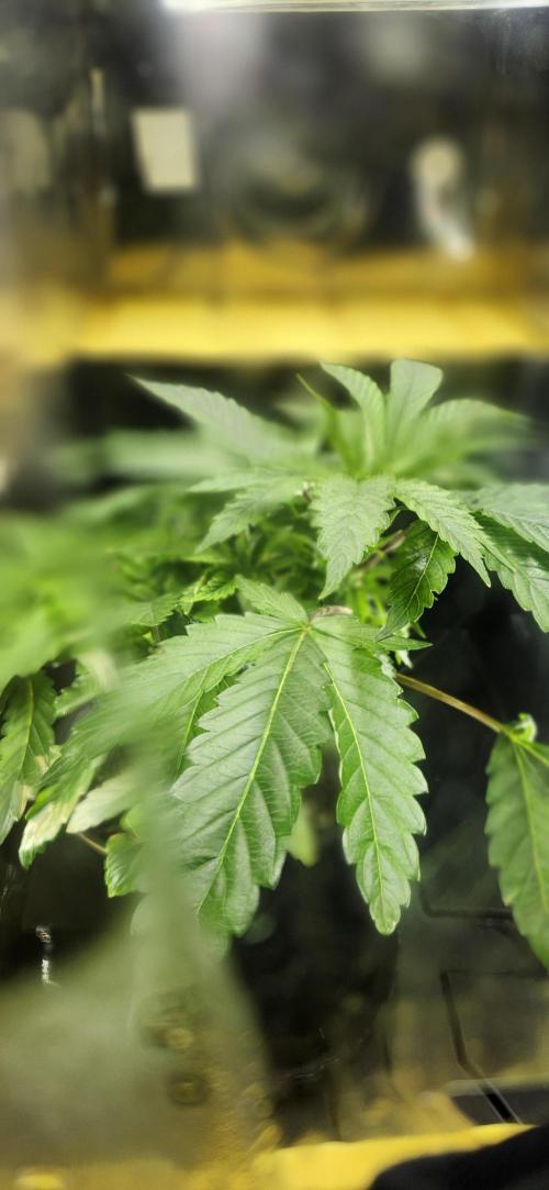 Grapeppy Grape!!. Week 6 - 11/09 - Tote - Mother