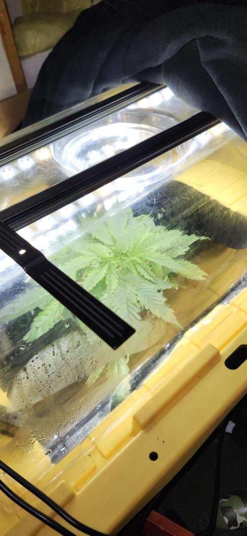 Grapeppy Grape!!. Week 6 - 11/09 - Tote - Mother