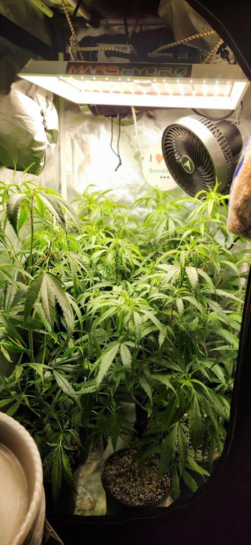 HAZE DRIP!!!. Week 19 - 11/16 - update coming soon