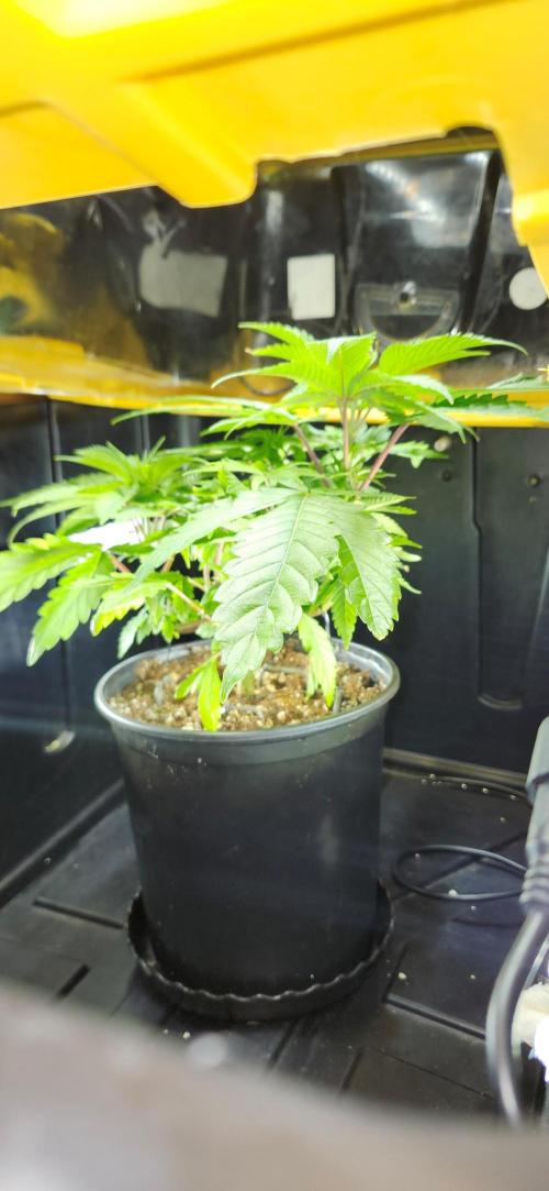 Grapeppy Grape!!. Week 7 - 11/17 - Grape mother 