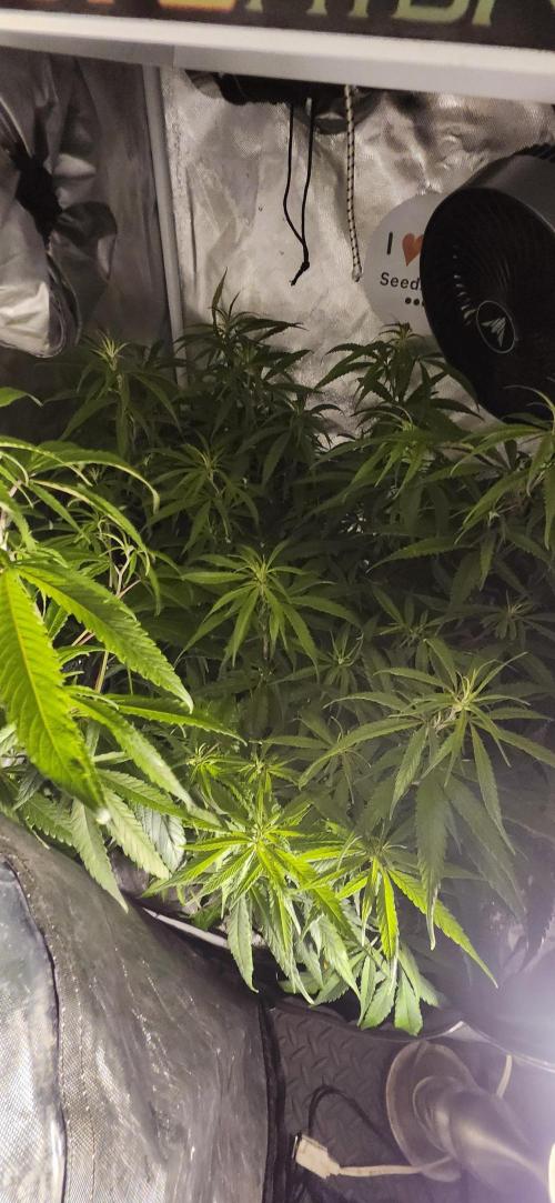 HAZE DRIP!!!. Week 19 - 2x2 - 11/17