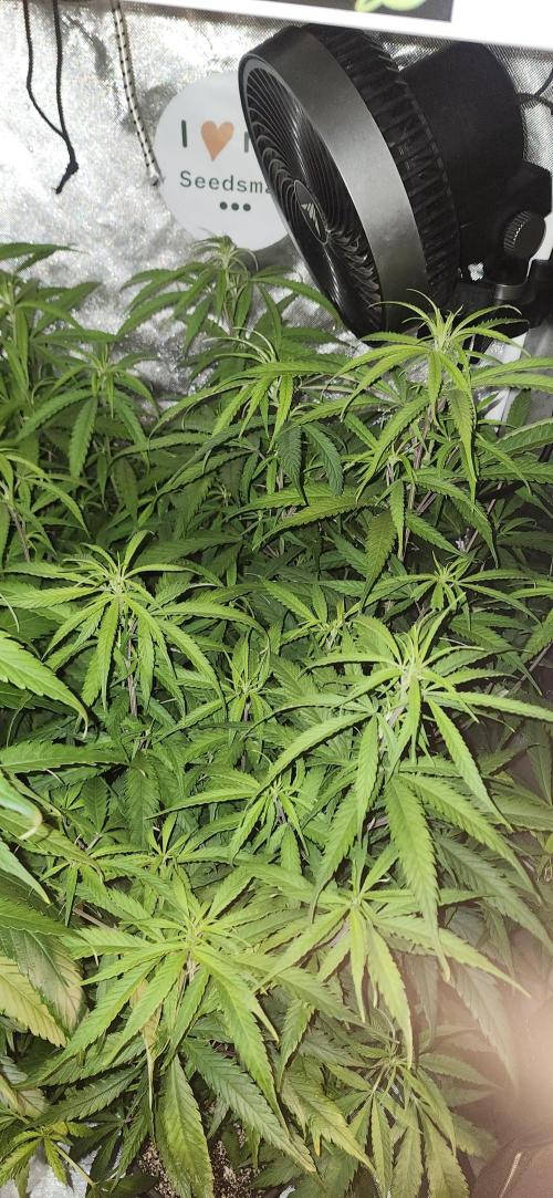 HAZE DRIP!!!. Week 19 - 2x2 - 11/17