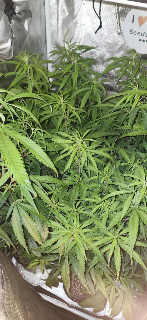 HAZE DRIP!!!. Week 19 - 2x2 - 11/17