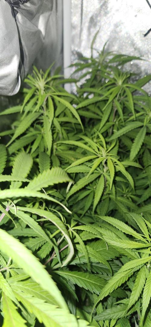 HAZE DRIP!!!. Week 19 - 2x2 - 11/17