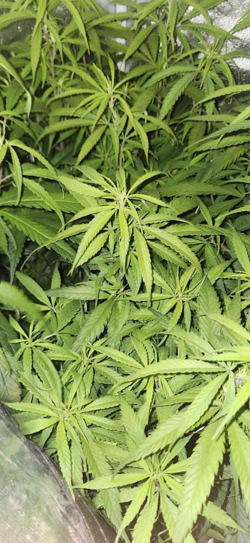 HAZE DRIP!!!. Week 19 - 2x2 - 11/17