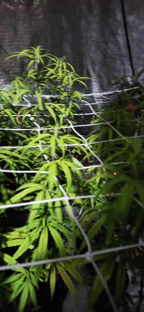 HAZE DRIP!!!. Week 19 - 4x4 - 11/17