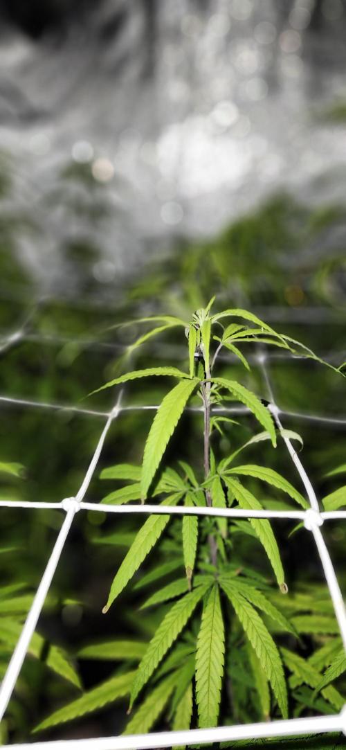 HAZE DRIP!!!. Week 19 - 4x4 - 11/17