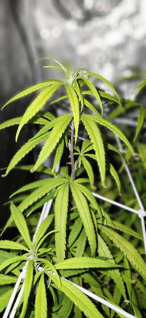 HAZE DRIP!!!. Week 19 - 4x4 - 11/17