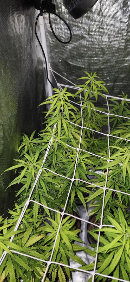 HAZE DRIP!!!. Week 19 - 4x4 - 11/17