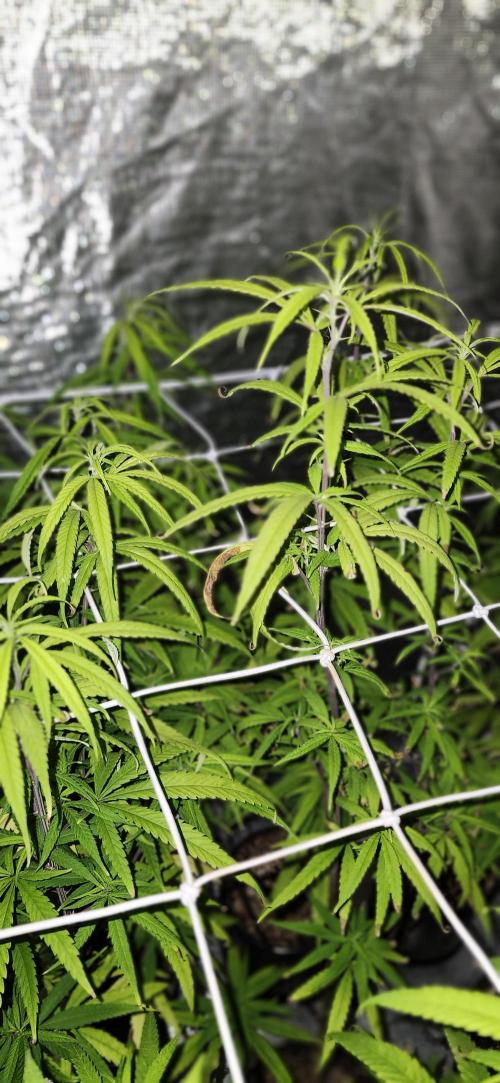 HAZE DRIP!!!. Week 19 - 4x4 - 11/17