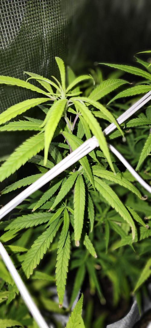 HAZE DRIP!!!. Week 19 - 4x4 - 11/17