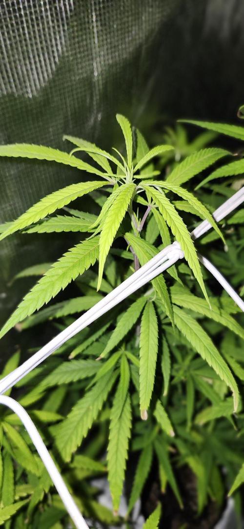 HAZE DRIP!!!. Week 19 - 4x4 - 11/17