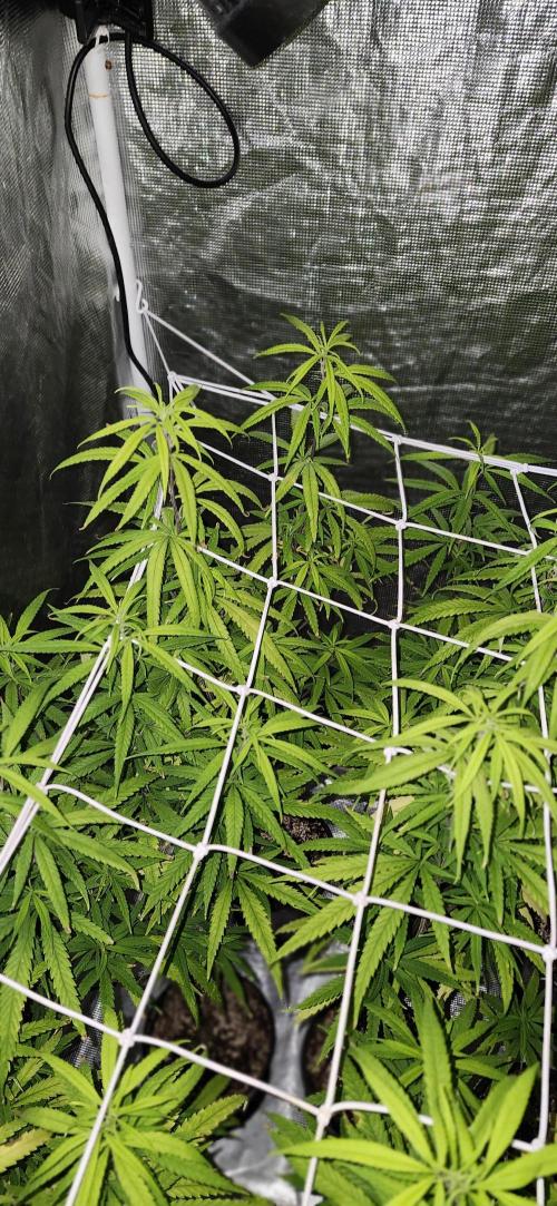 HAZE DRIP!!!. Week 19 - 4x4 - 11/17