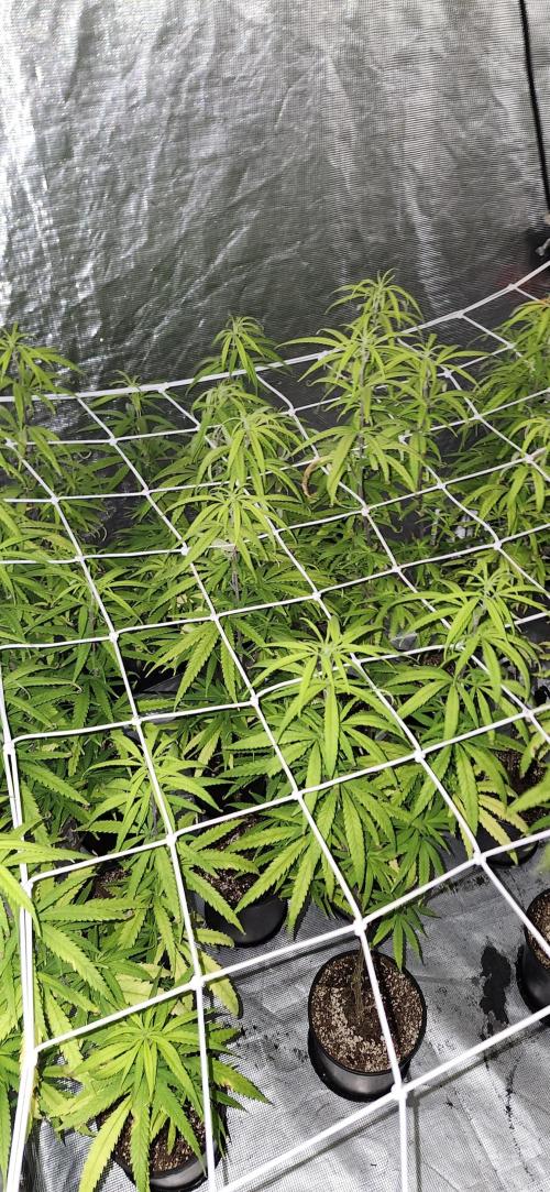 HAZE DRIP!!!. Week 19 - 4x4 - 11/17