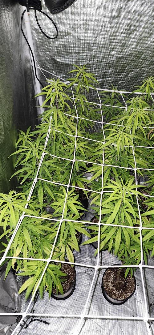 HAZE DRIP!!!. Week 19 - 4x4 - 11/17