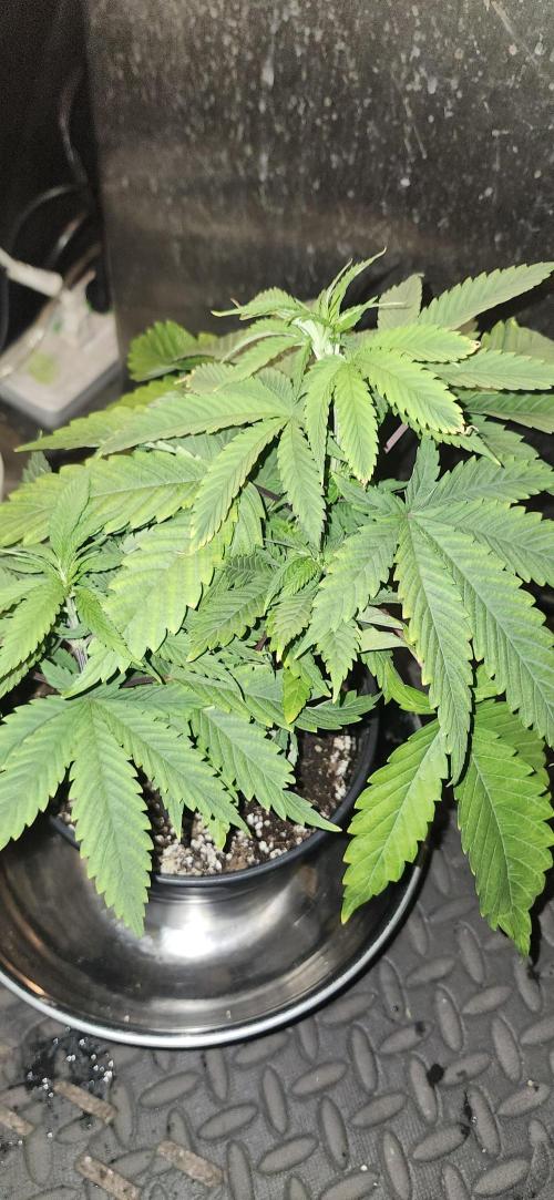 Grapeppy Grape!!. Week 7 - 11/17 - Grape mother 