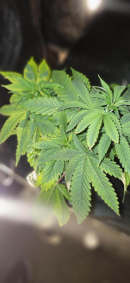 Grapeppy Grape!!. Week 7 - 11/17 - Grape mother 