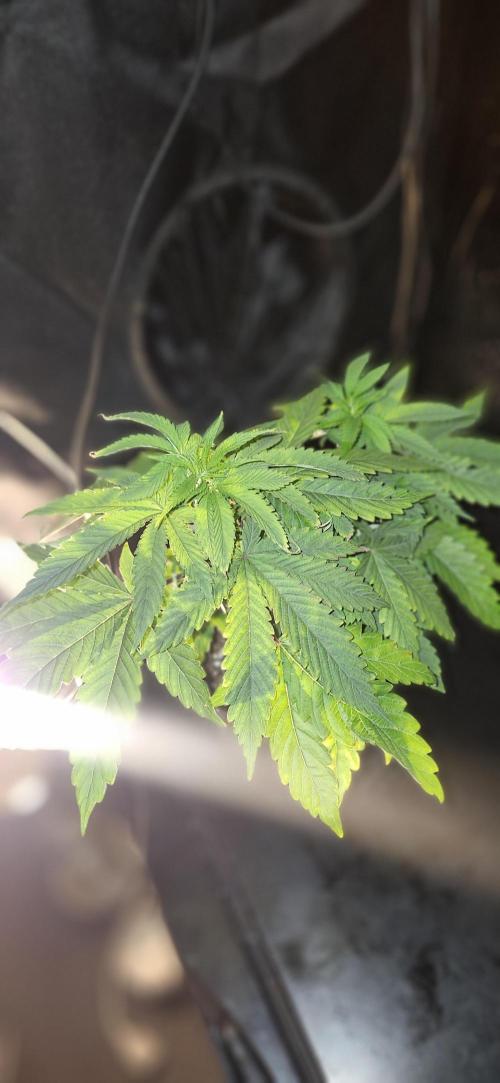 Grapeppy Grape!!. Week 7 - 11/17 - Grape mother 