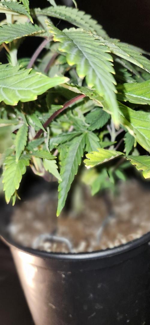 Grapeppy Grape!!. Week 7 - 11/17 - Grape mother 