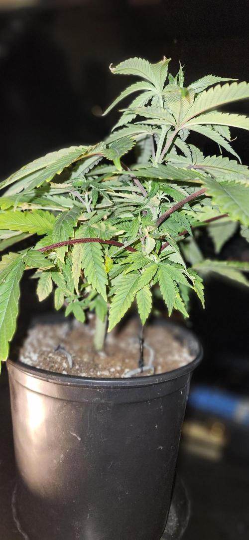 Grapeppy Grape!!. Week 7 - 11/17 - Grape mother 