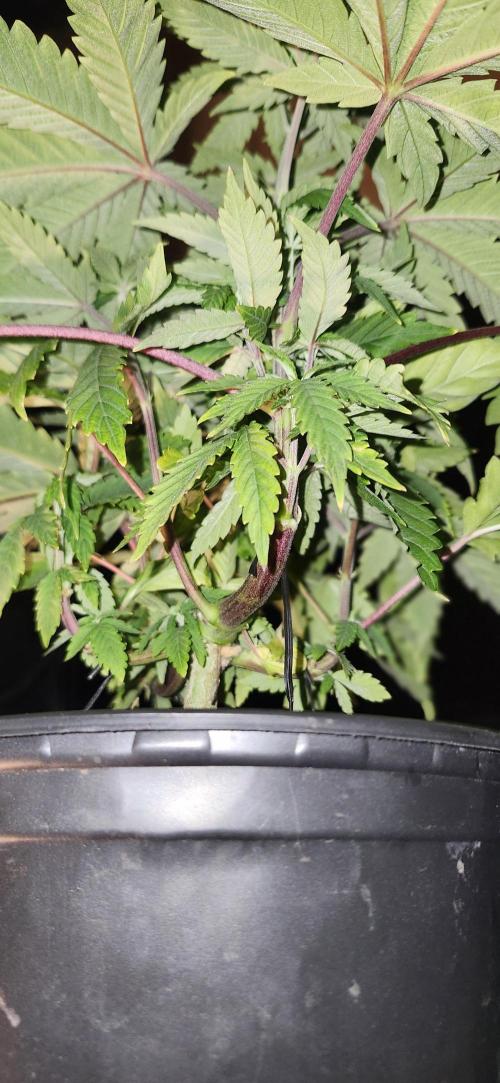 Grapeppy Grape!!. Week 7 - 11/17 - Grape mother 