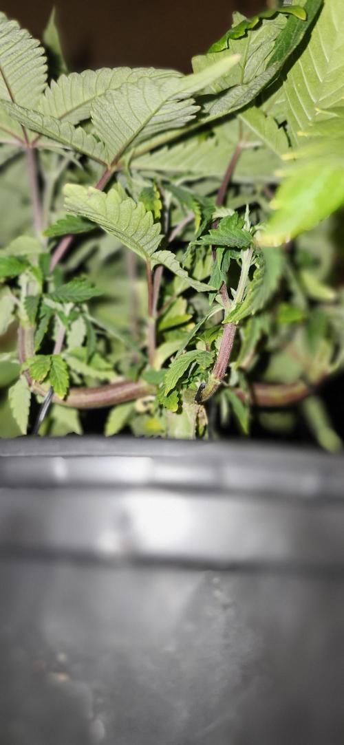 Grapeppy Grape!!. Week 7 - 11/17 - Grape mother 