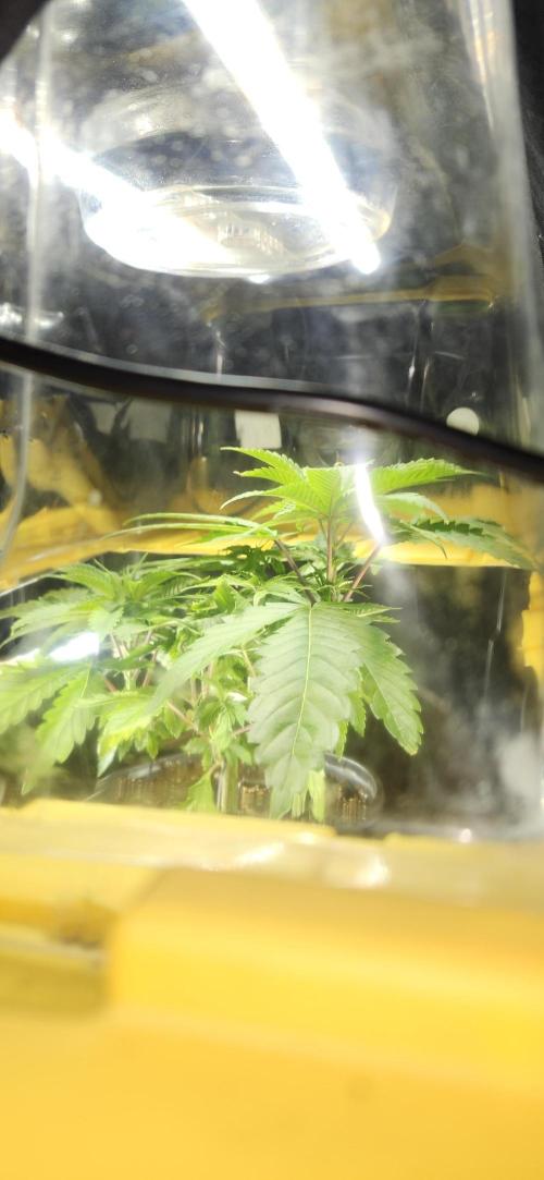 Grapeppy Grape!!. Week 7 - 11/17 - Grape mother 