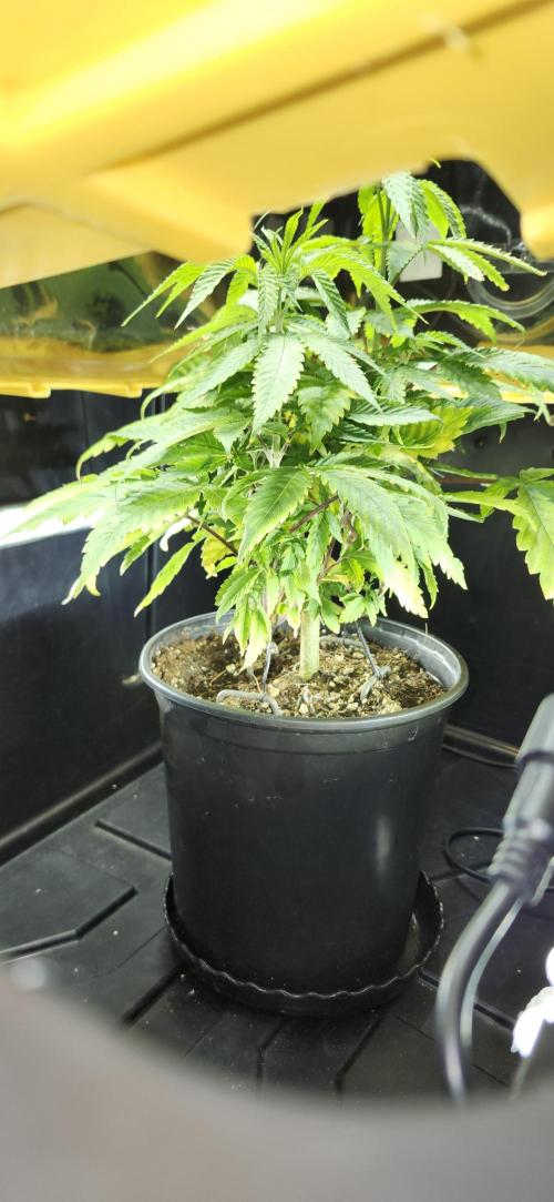 Grapeppy Grape!!. Week 7